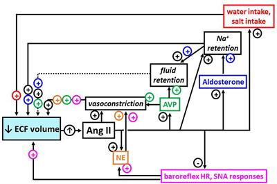 A 30-Year Journey Through Integrative Physiology Research and Education, Courtesy of Angiotensin II